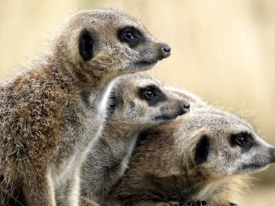 Zoo de Lille : une sortie pour enfants en famille
