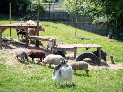 Ferme Pédagogique Marcel Dhénin : nature et animaux à Lille